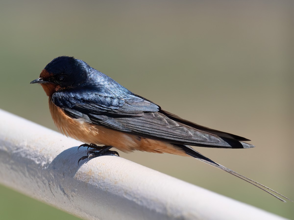 Barn Swallow - Jan Allen