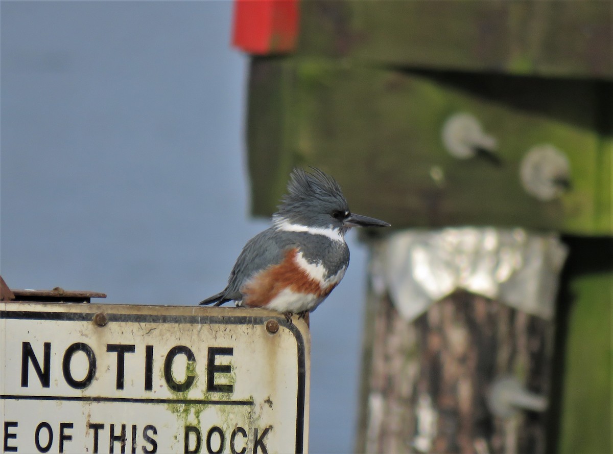 Belted Kingfisher - ML613568741
