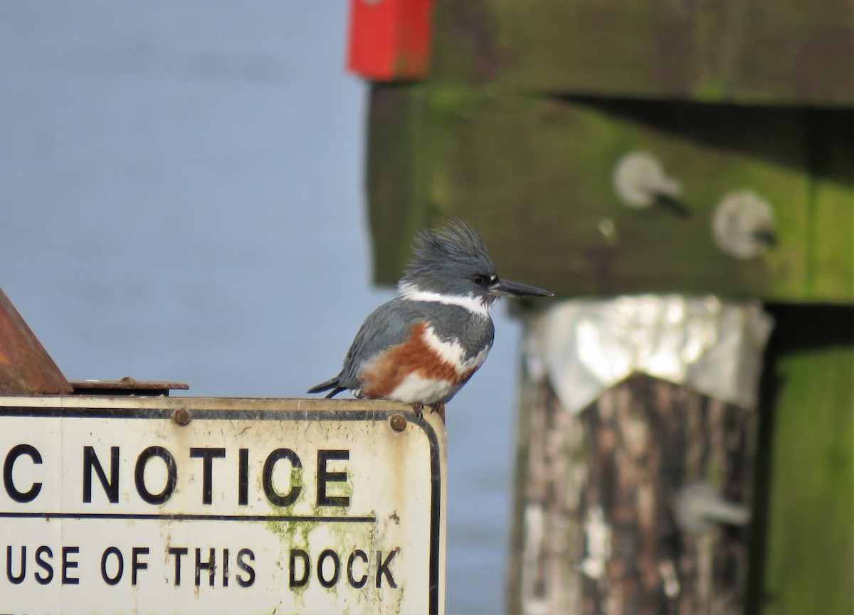 Belted Kingfisher - ML613568742