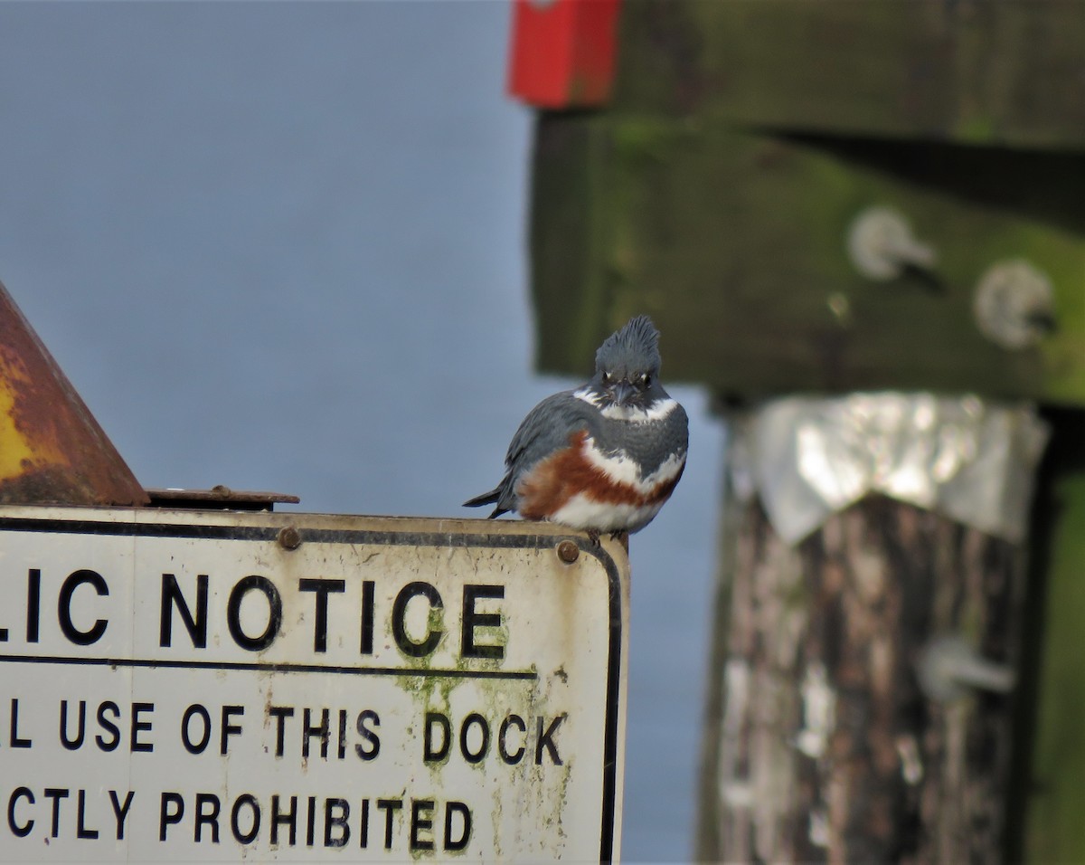 Belted Kingfisher - ML613568743