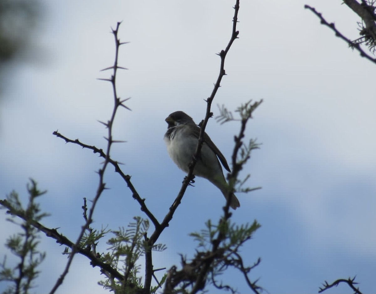Double-collared Seedeater - ML613568755