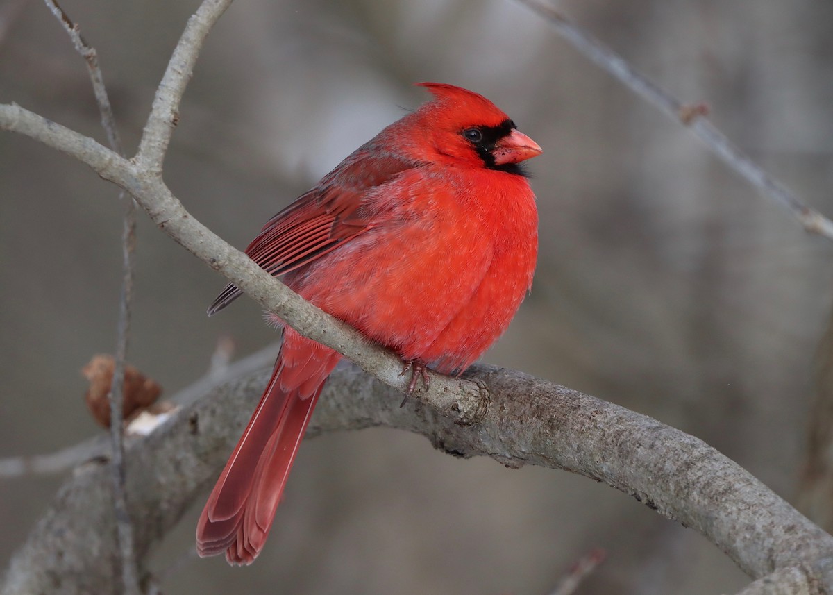 Cardinal rouge - ML613568816