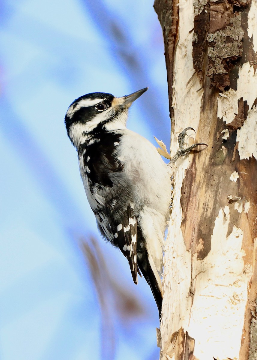 Hairy Woodpecker - Stephen Taylor