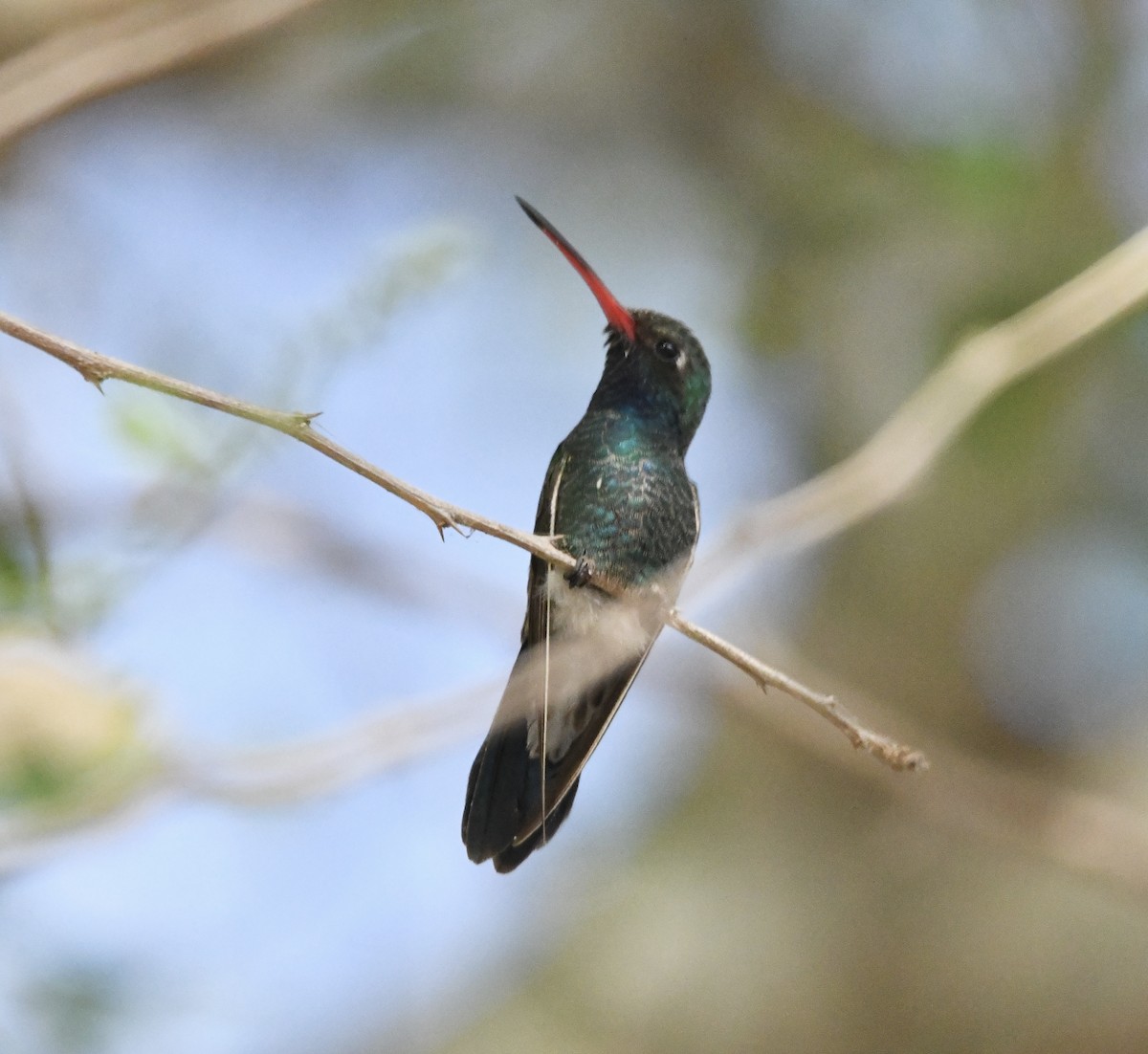 Broad-billed Hummingbird - ML613568909