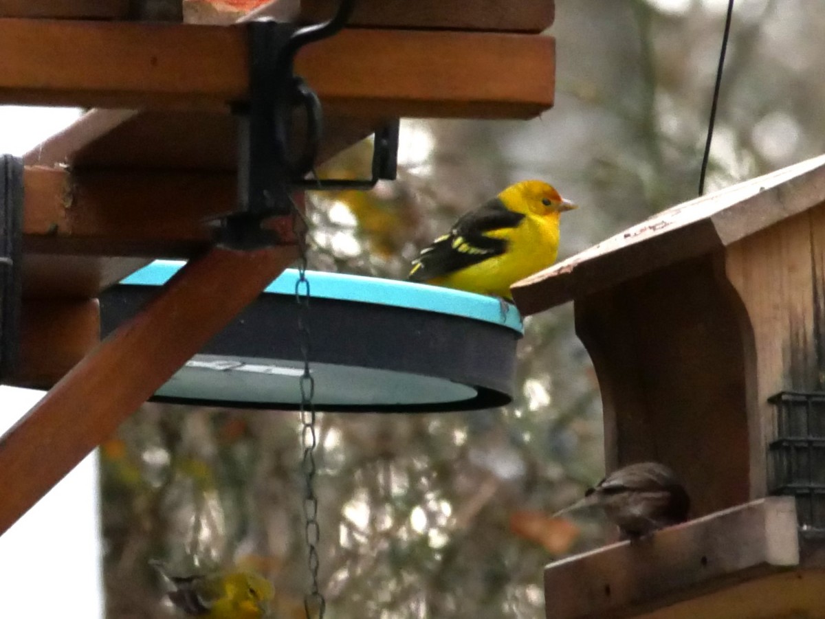 Western Tanager - Al Hooks