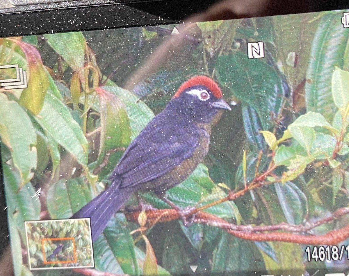 White-rimmed Brushfinch - Oswaldo Cortes Bogota Birding