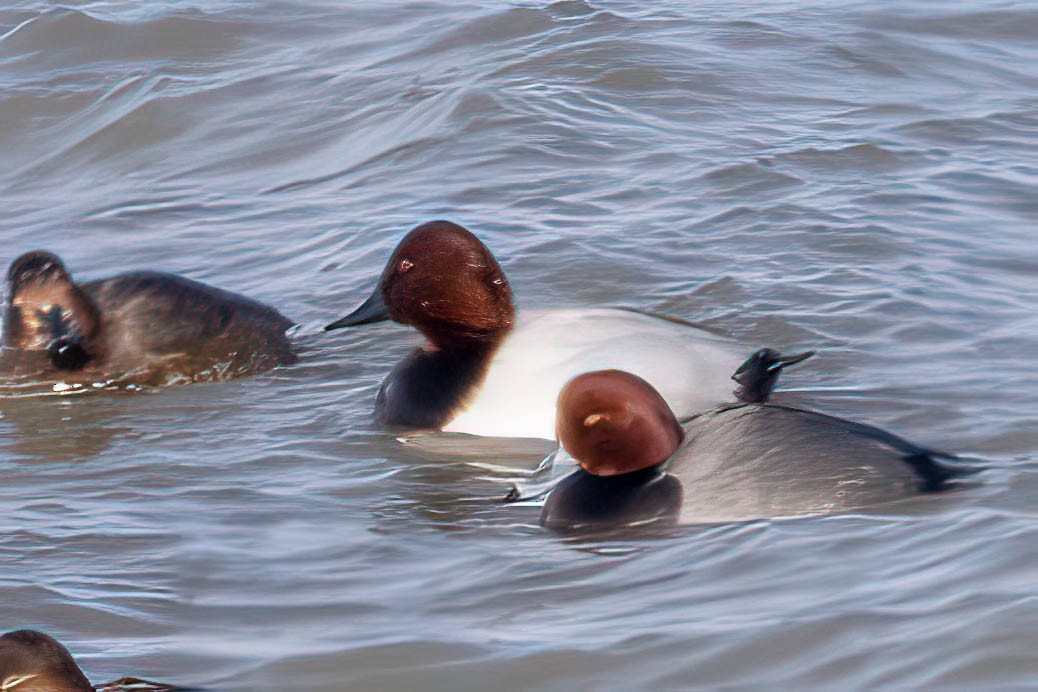 Redhead - Gustino Lanese