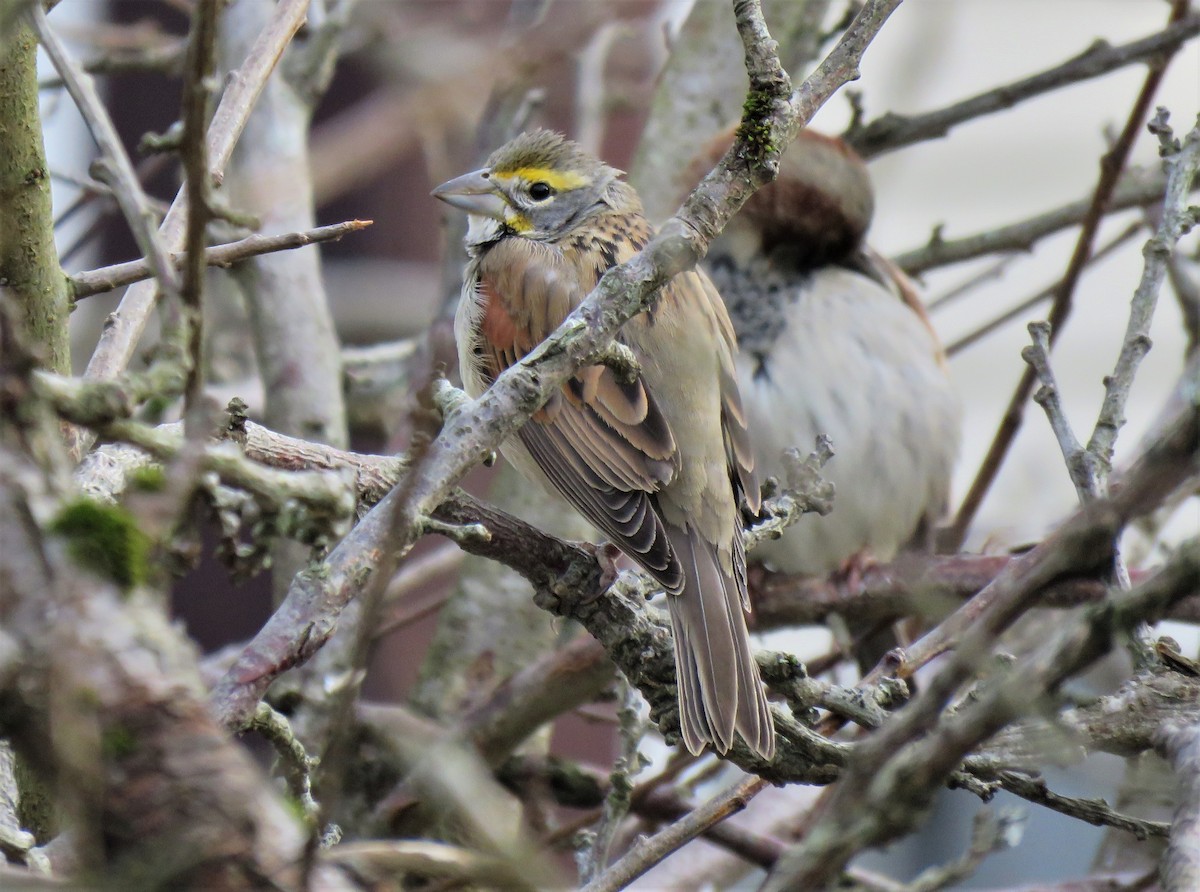 Dickcissel d'Amérique - ML613569259