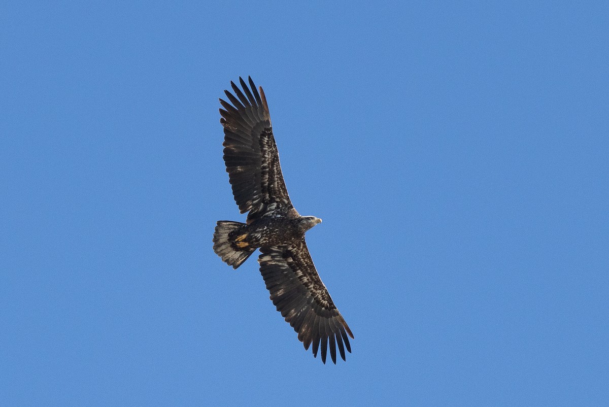 Bald Eagle - Dan Singer