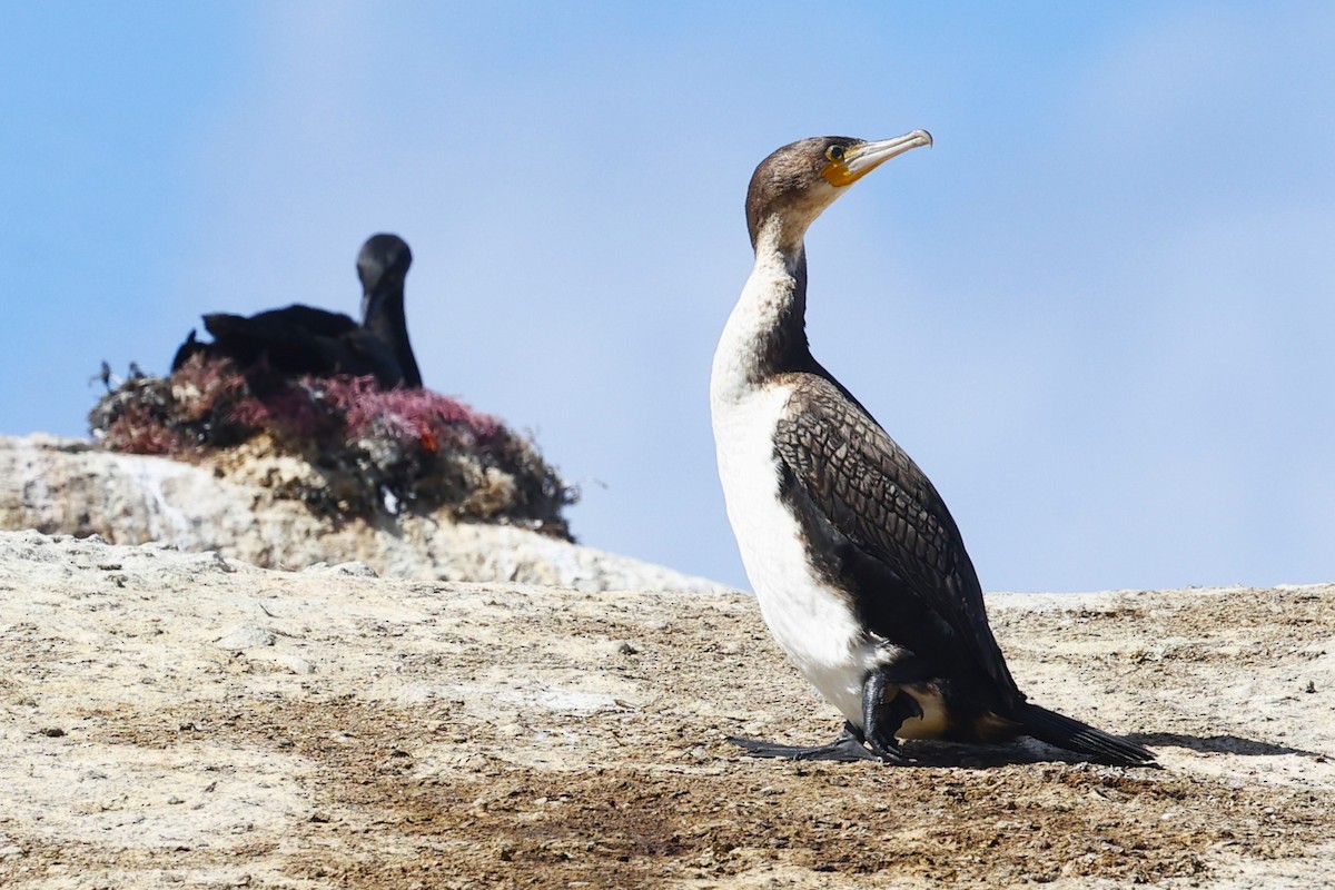 Cormorán Grande (ventriblanco) - ML613569342