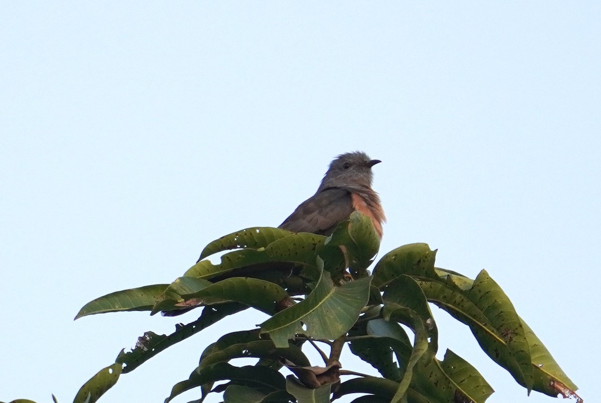 Plaintive Cuckoo - ML613569348