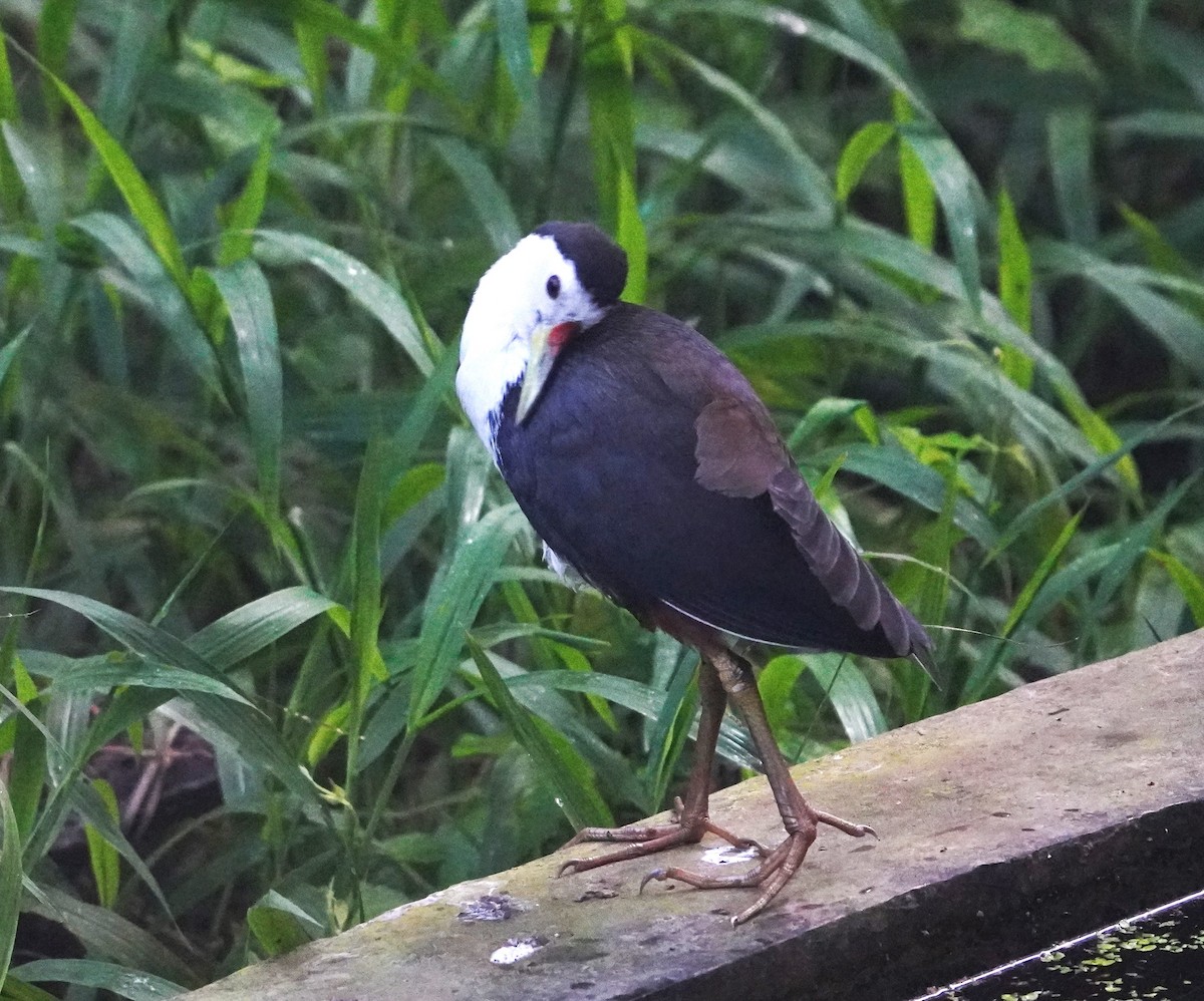 White-breasted Waterhen - ML613569364