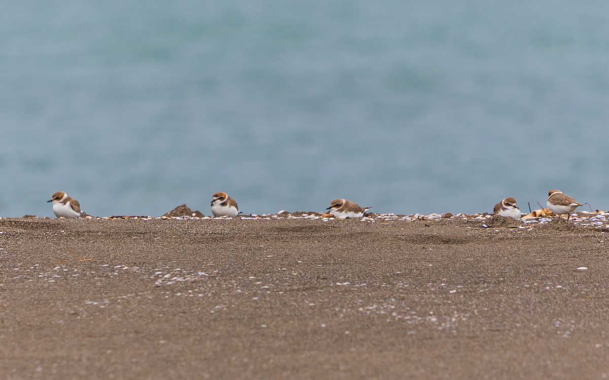 Kentish Plover - ML613569372