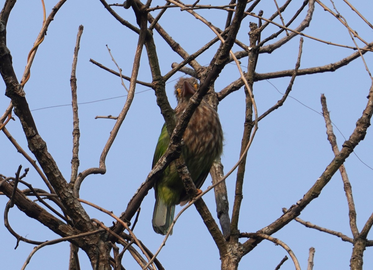 Kırçıllı Barbet - ML613569375