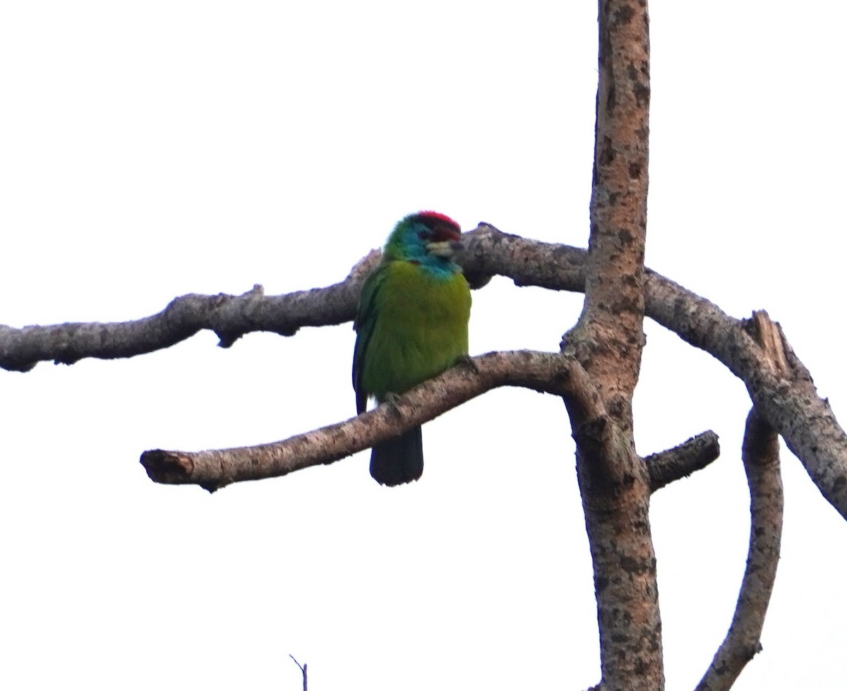 Blue-throated Barbet - ML613569384