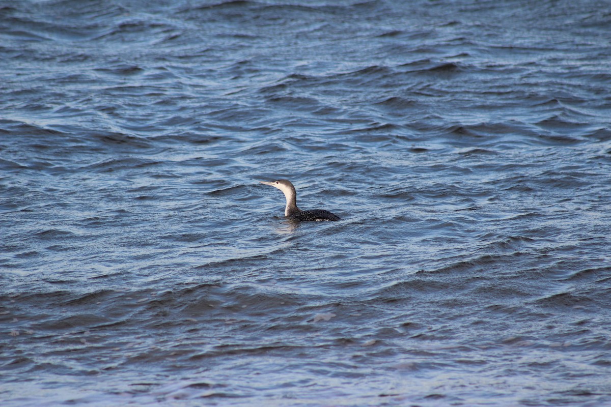 Red-throated Loon - ML613569397