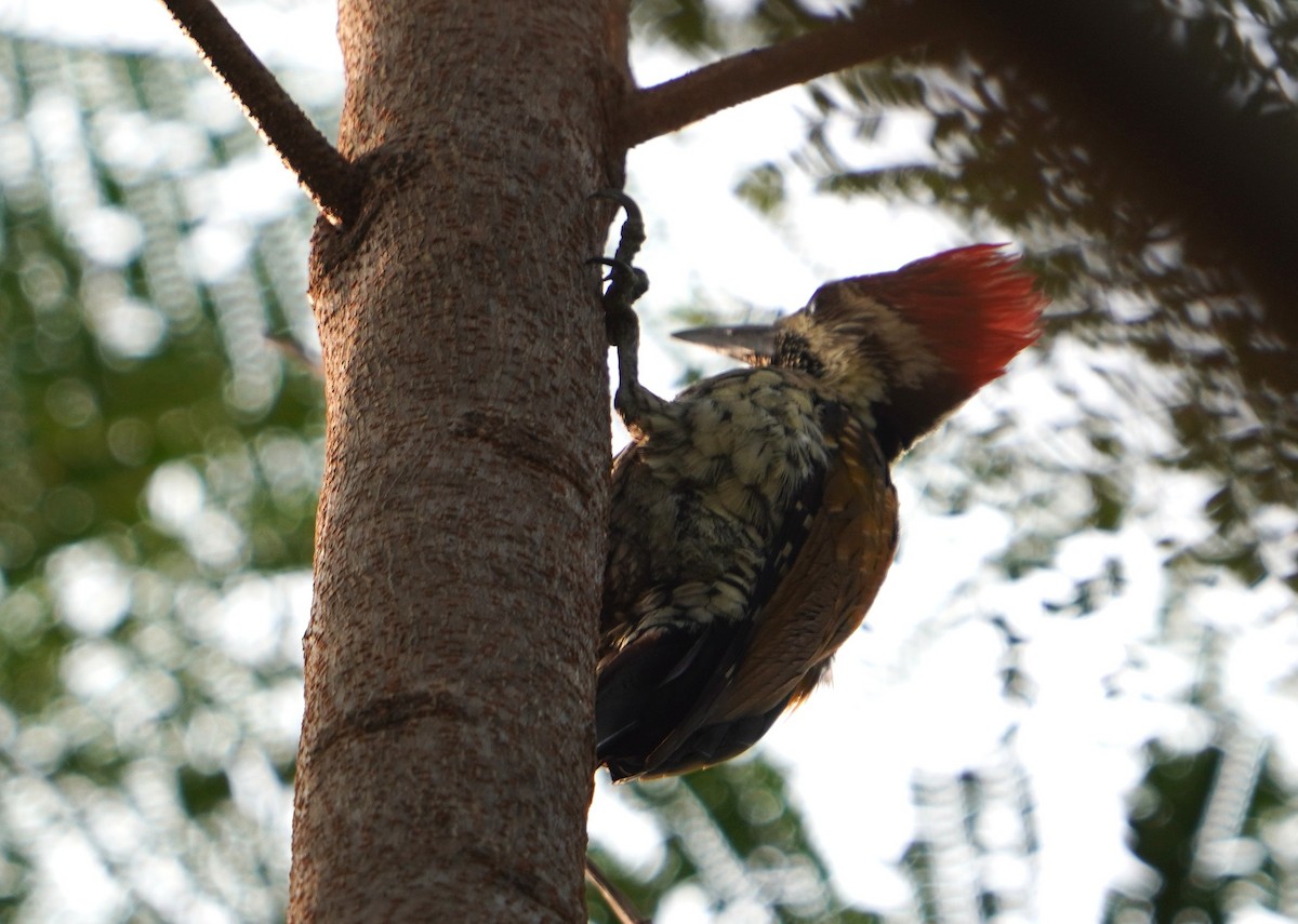 Black-rumped Flameback - ML613569407