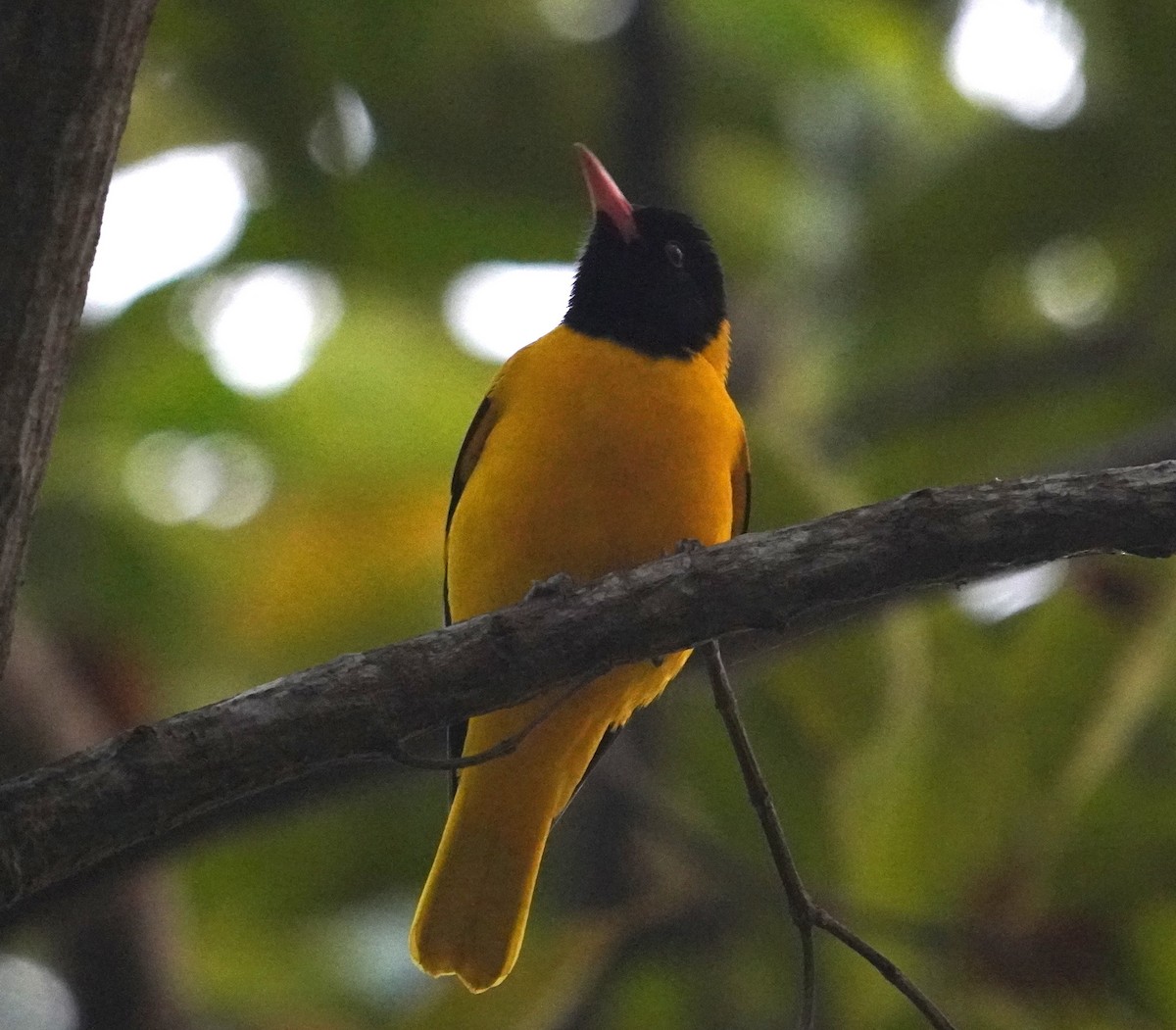 Black-hooded Oriole - ML613569419