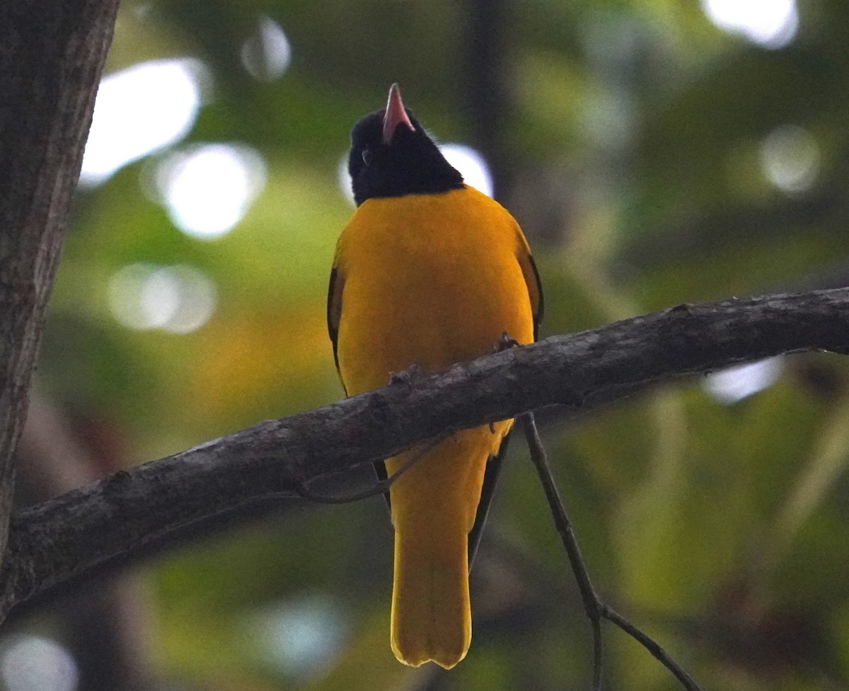 Black-hooded Oriole - ML613569420