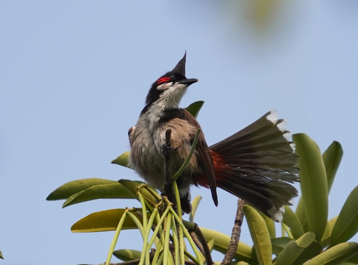 Red-whiskered Bulbul - ML613569485