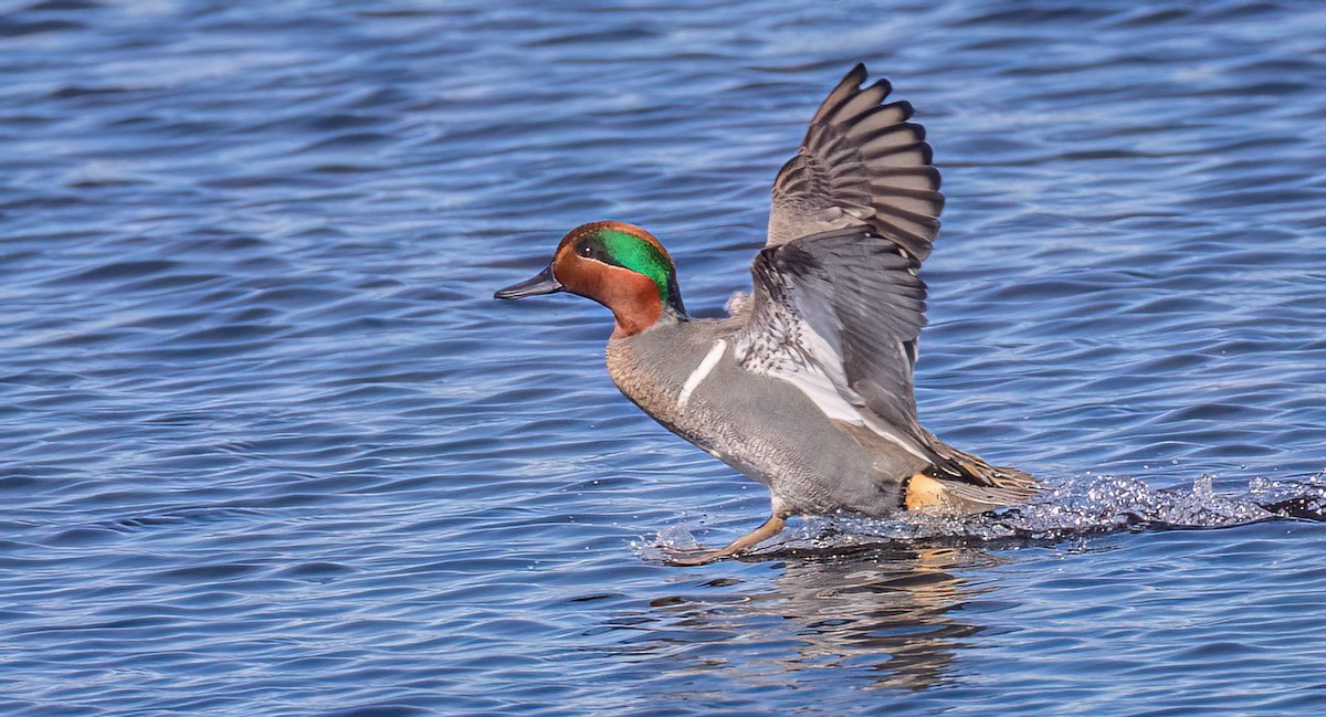 Green-winged Teal - ML613569490