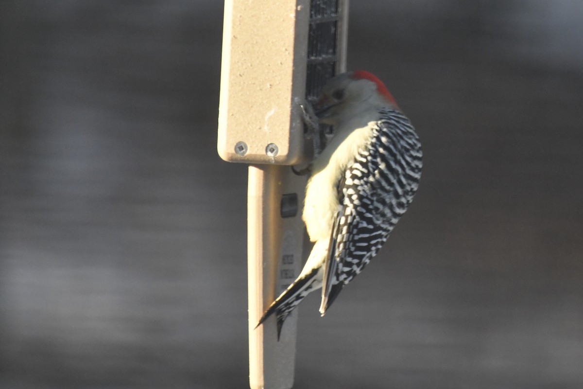 Red-bellied Woodpecker - ML613569519