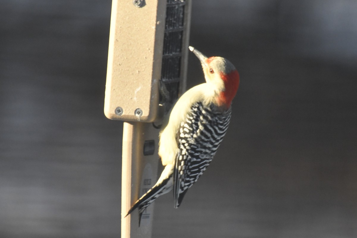 Red-bellied Woodpecker - ML613569522