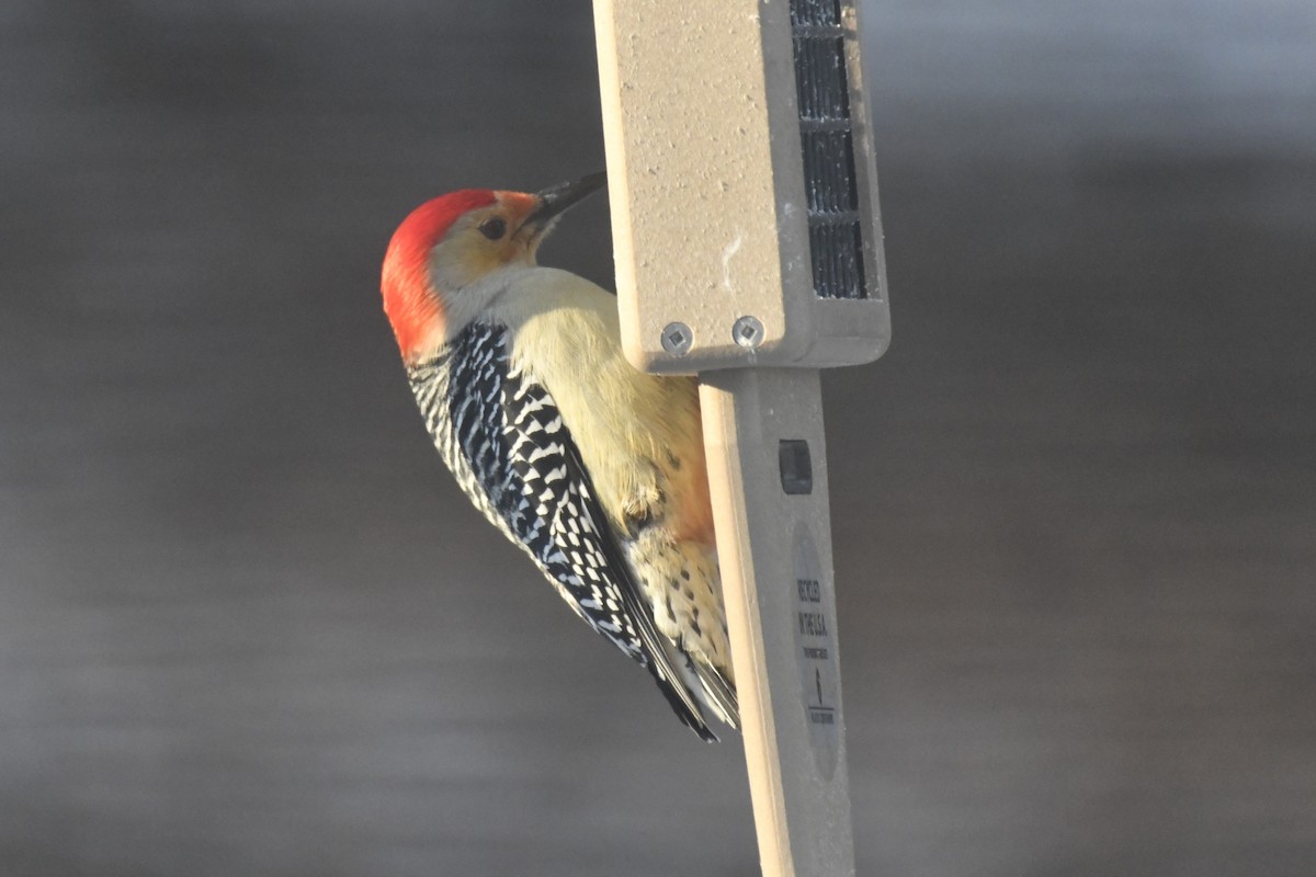 Red-bellied Woodpecker - ML613569532