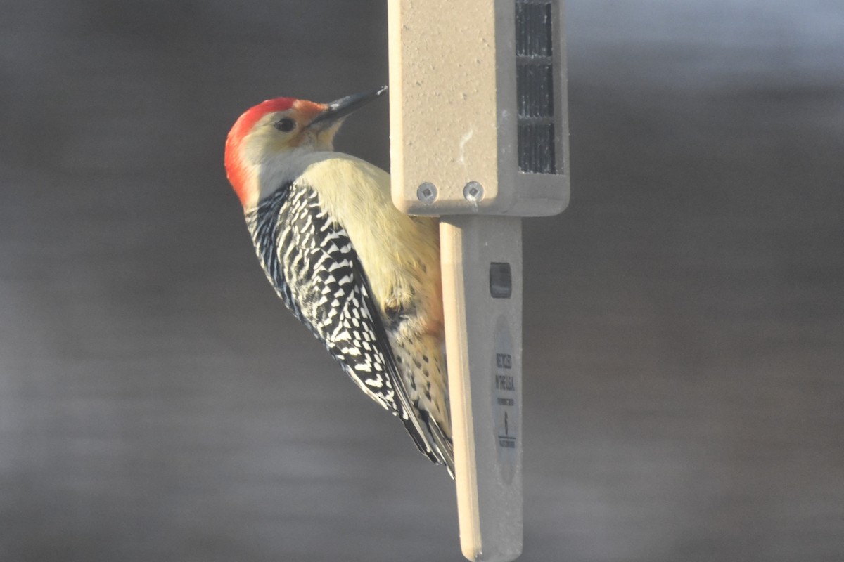 Red-bellied Woodpecker - ML613569542