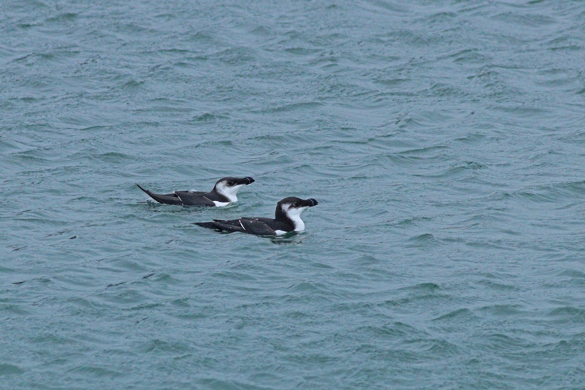 Razorbill - ML613569708