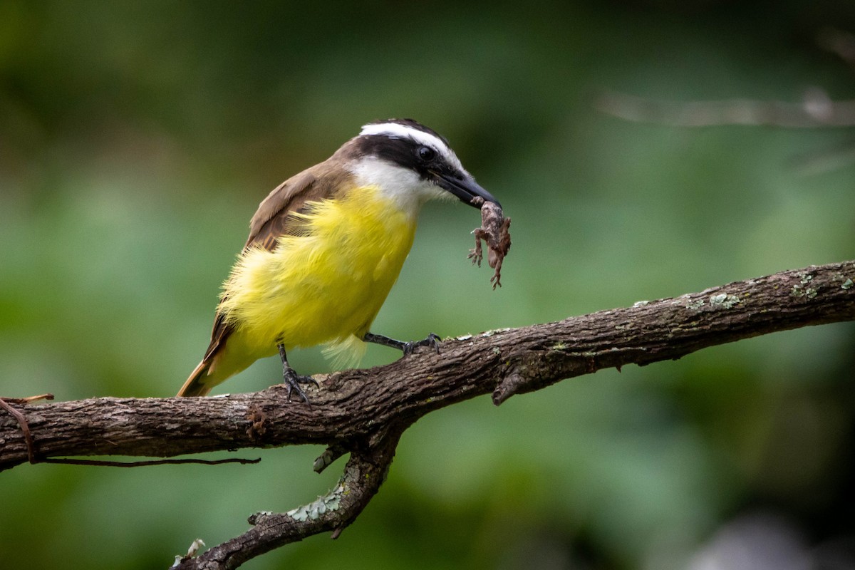 Great Kiskadee - ML613569712