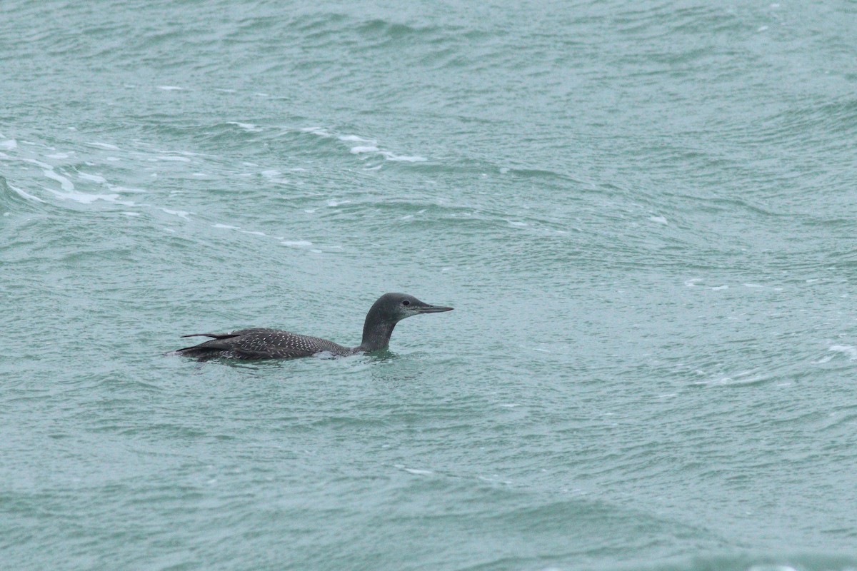 Red-throated Loon - ML613569720