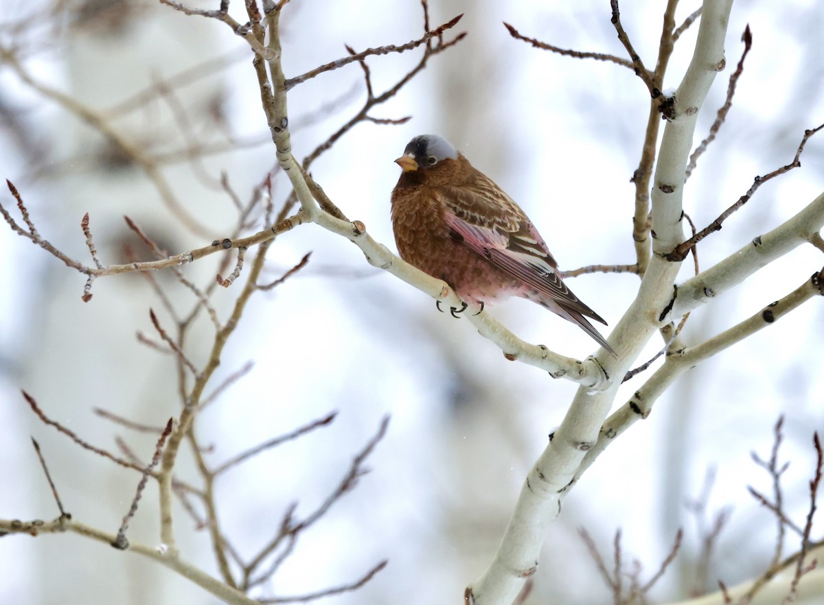 Gray-crowned Rosy-Finch - Patricia Barry