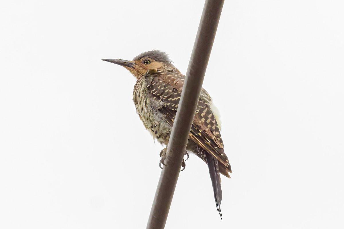 Chilean Flicker - ML613569810