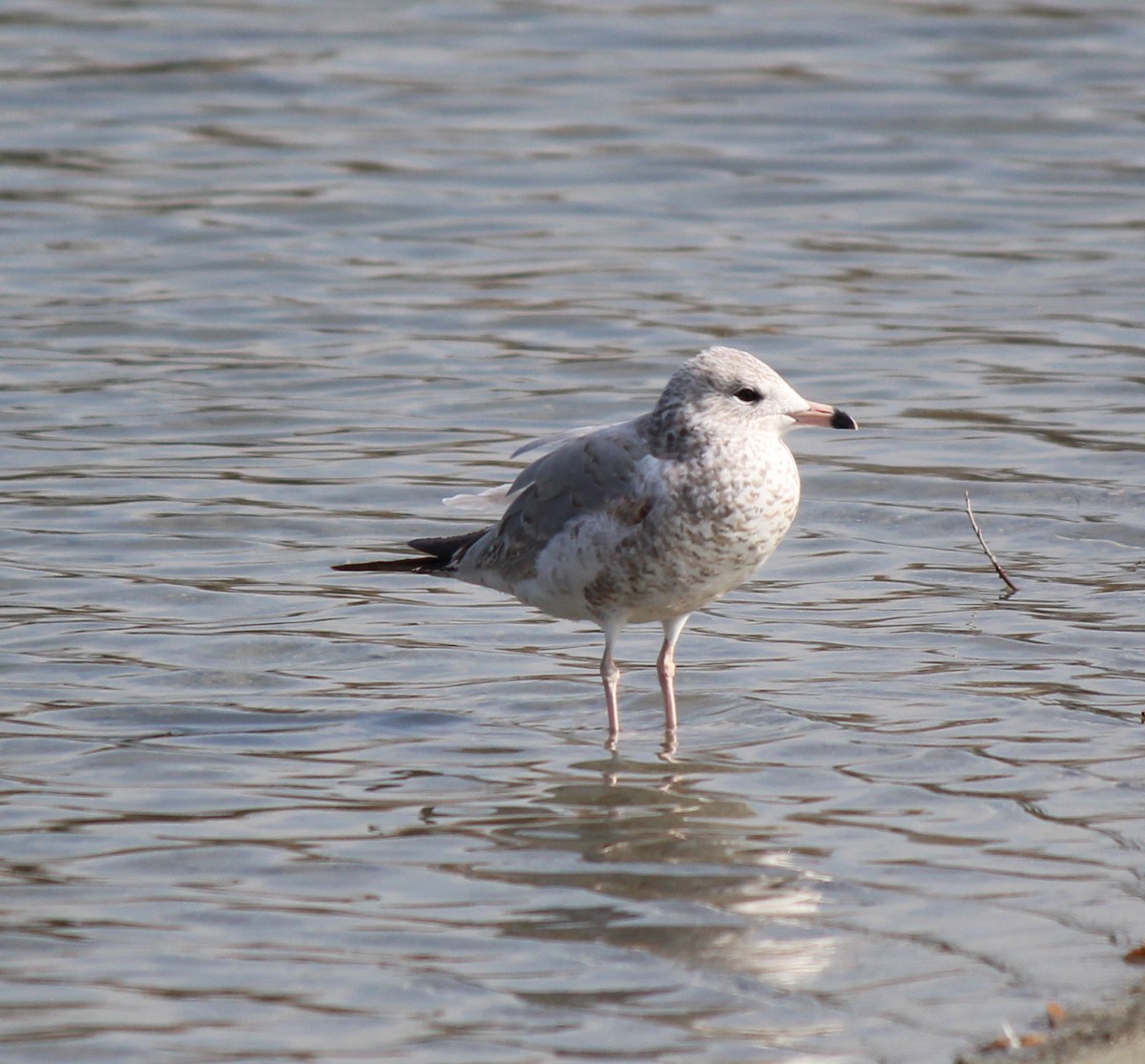 Ring-billed Gull - ML613569815