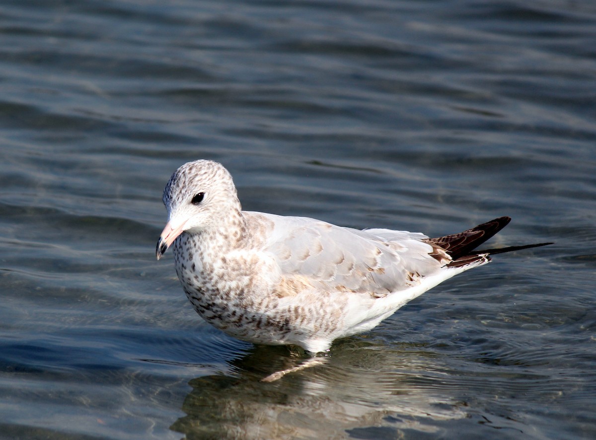 Ring-billed Gull - ML613569817