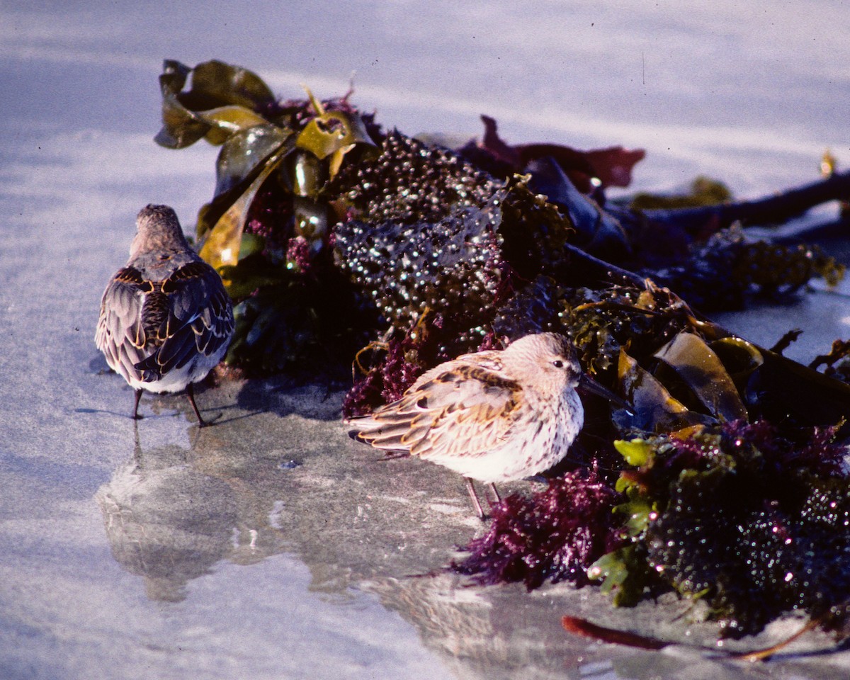 Dunlin - ML613569822