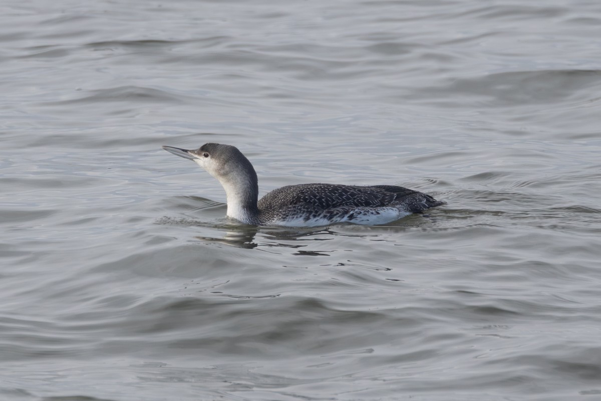 Red-throated Loon - ML613569831