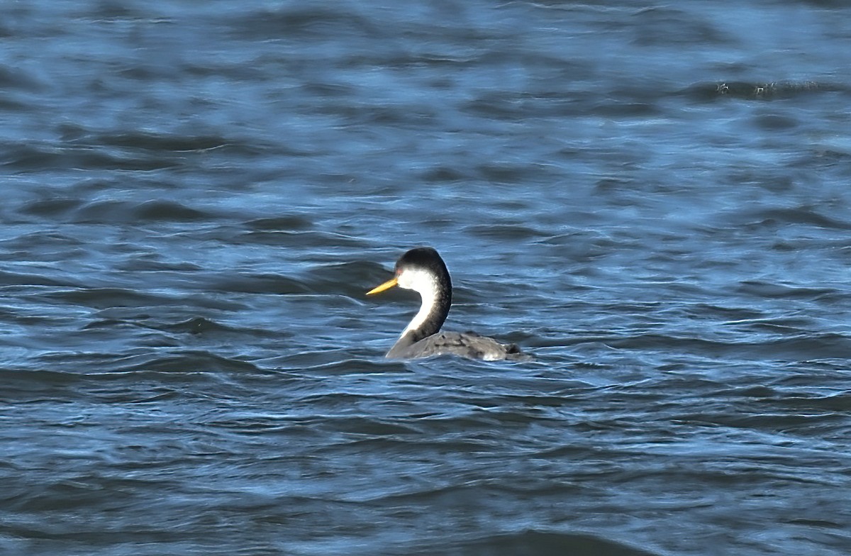 Western Grebe - ML613569837