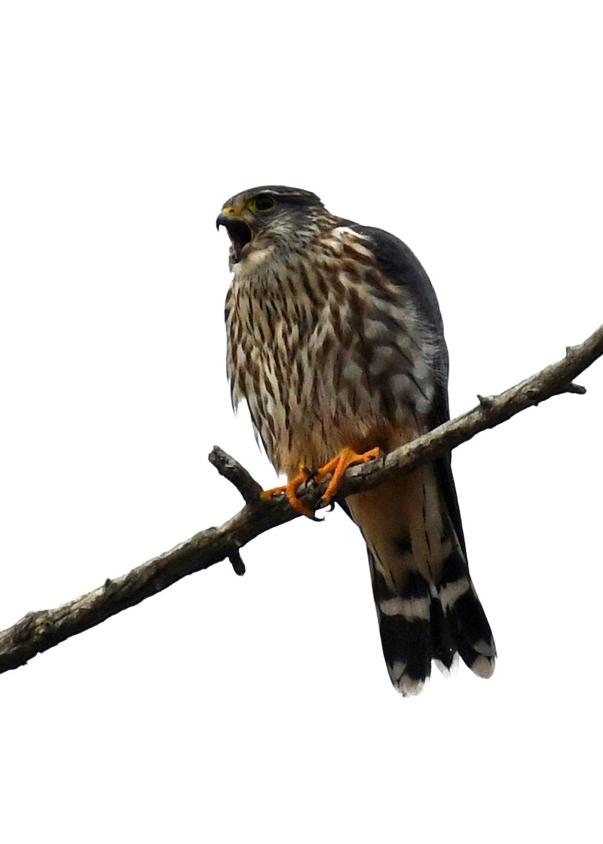 Merlin - ML613569842