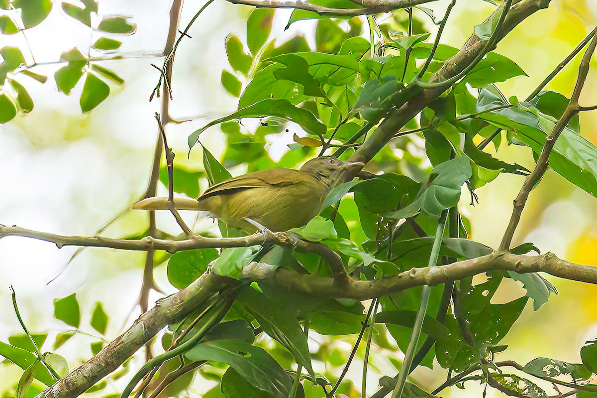 Cassin's Honeyguide - ML613569866