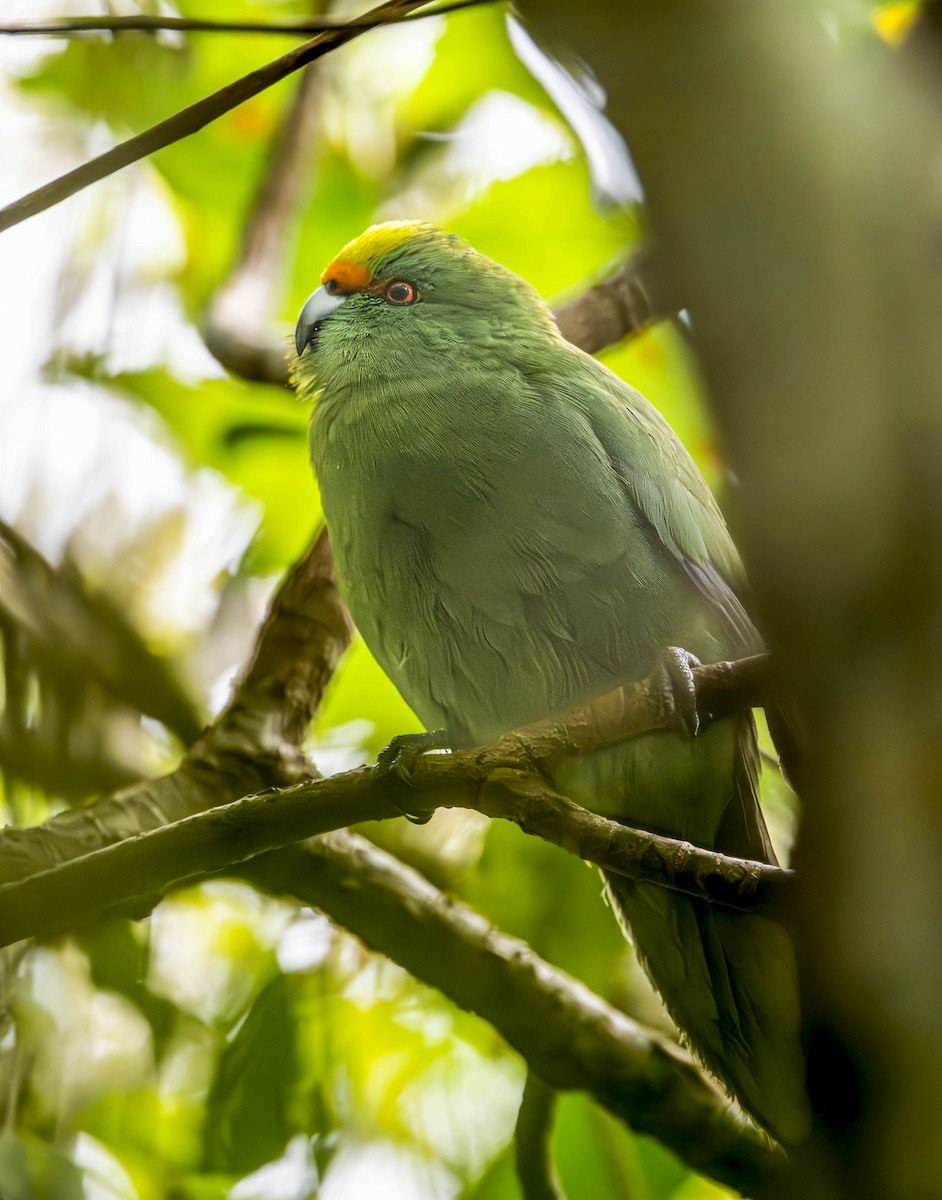 Malherbe's Parakeet - William Richards