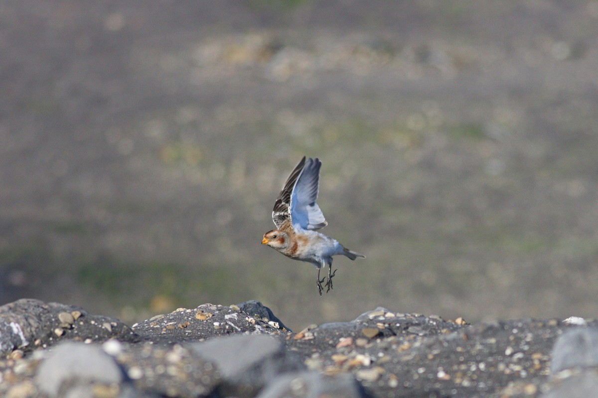 Snow Bunting - ML613569884