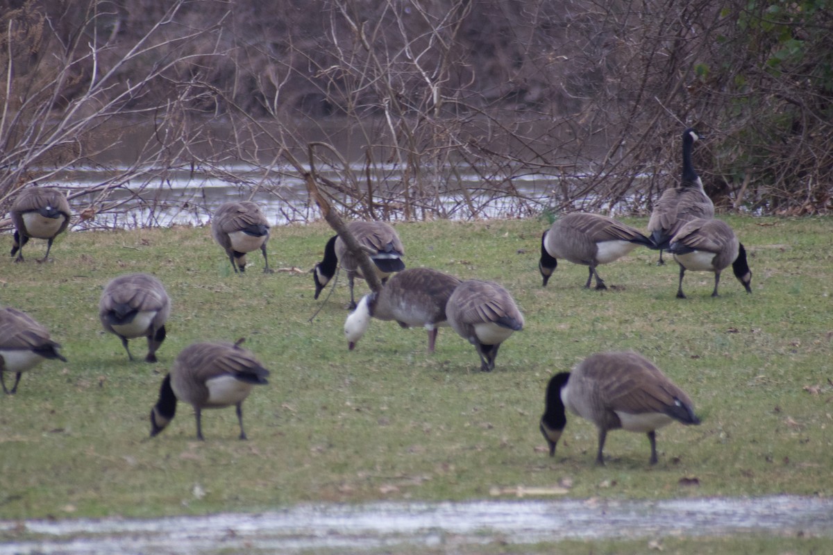 Snow x Canada Goose (hybrid) - ML613569911