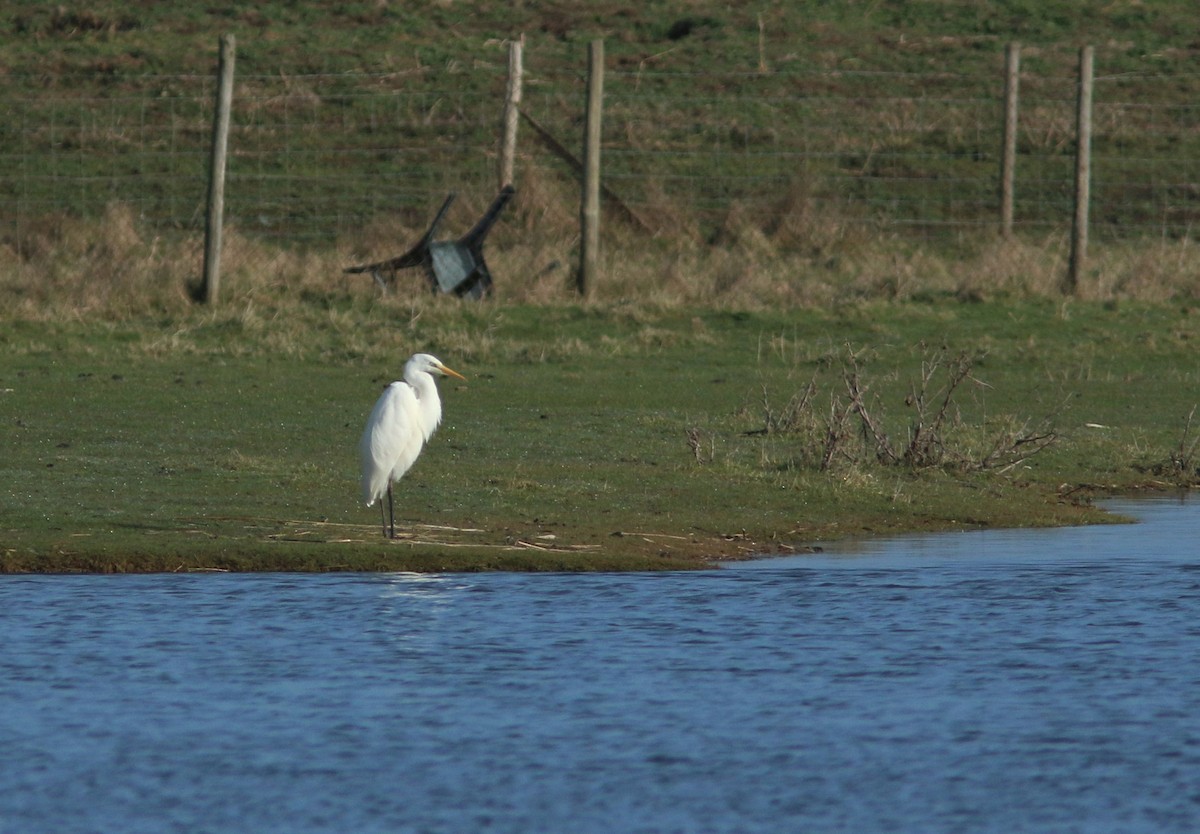 Great Egret - ML613569953