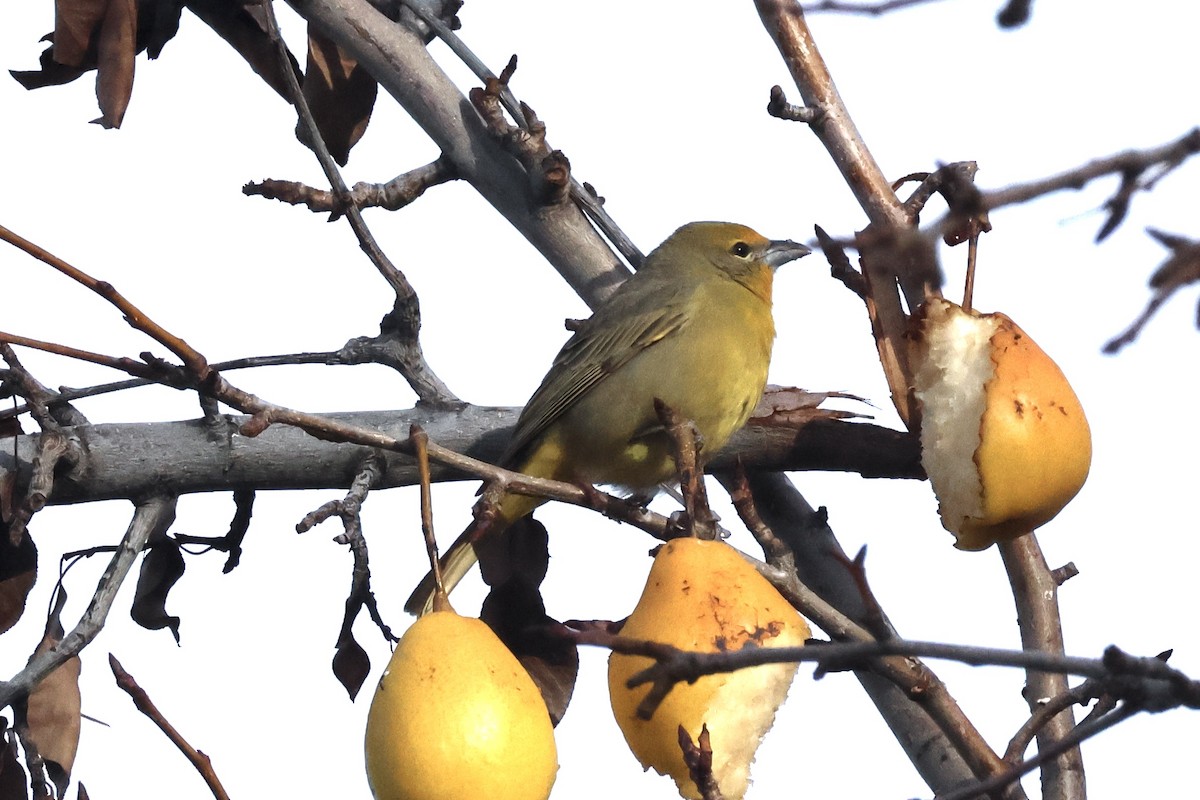 Hepatic Tanager - ML613569972