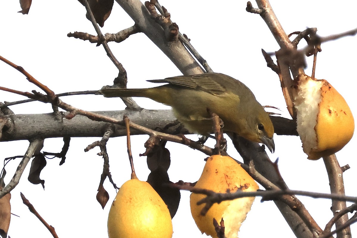 Hepatic Tanager - A Branch