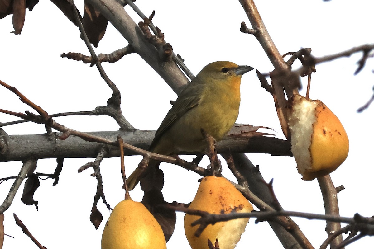 Hepatic Tanager - A Branch