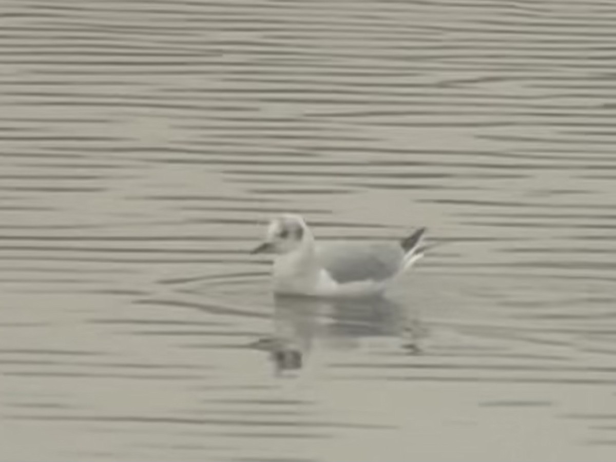 Bonaparte's Gull - ML613570033