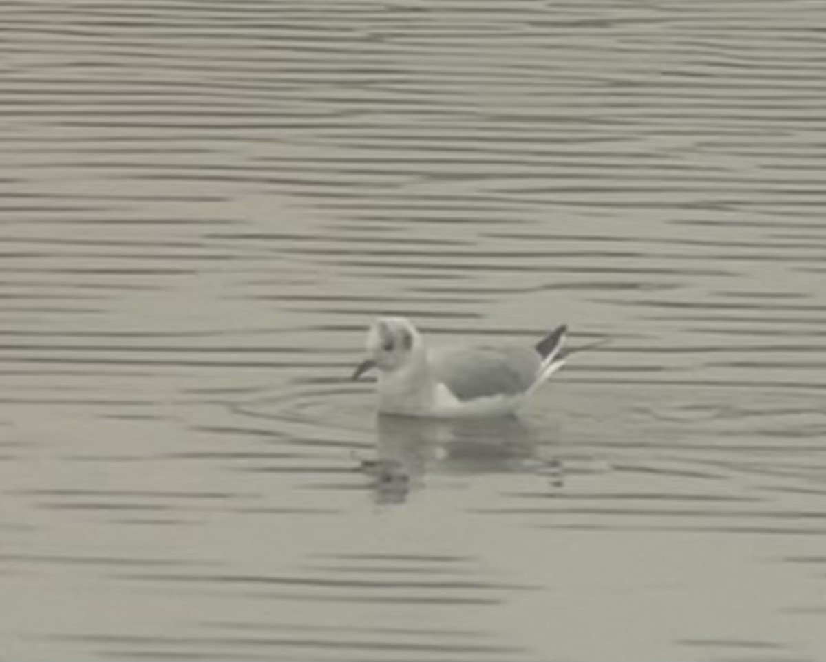 Mouette de Bonaparte - ML613570034